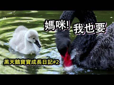 黑天鵝寶寶成長日記2 鵝寶寶跟著媽咪快樂吃早餐, 加速游, 和媽咪搶食好可愛 baby black swan サムネイル