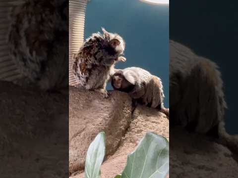 shorts 毛繕い❤️コモンマーモセット　那須どうぶつ王国　2026年1月30日 サムネイル