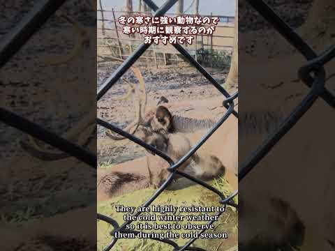 【旭山動物園】トナカイ舎🐐[Asahiyama Zoo] Reindeer House shorts サムネイル