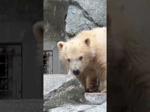 shorts モモ太くん丸太をガジガジ🐻‍❄️    ホッキョクグマの仔　　　秋田県男鹿水族館GAOにて2026年5月… サムネイル