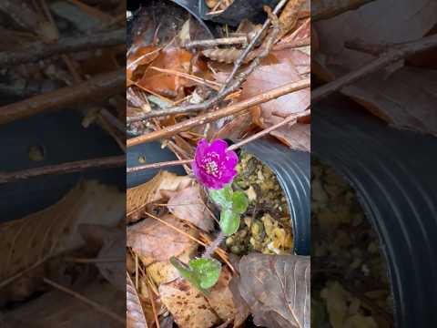 shorts 雪割草が咲きました♪ 2026年4月10日 サムネイル