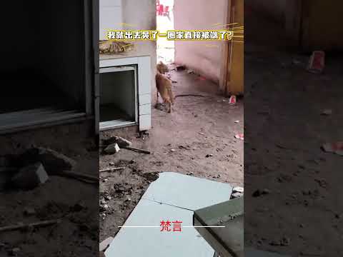 家裡準備裝修在拆家小貓出去玩完回到發現家被拆後… 貓 意外 有趣 搞笑 萌寵 可愛 cat amazing funny… サムネイル