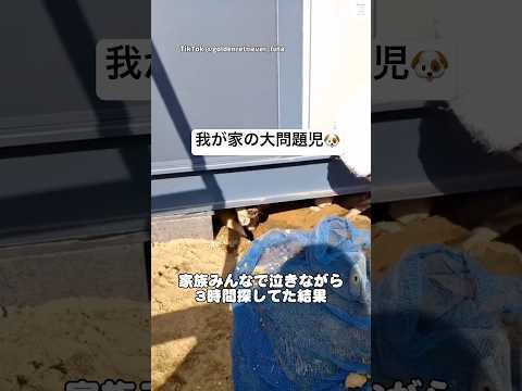 我が家の問題児、発見される🐶　ゴールデンレトリバー 大型犬　犬　犬のいる暮らし かわいい サムネイル