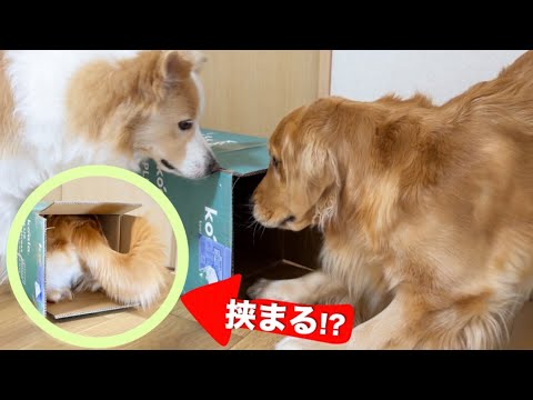 猫に育てられた大型犬が、狭すぎる段ボールに体を突っ込んだ結果...【ゴールデンレトリバー・ボーダーコリー】 サムネイル