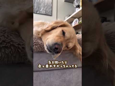 マニアックなゴルあるある ゴールデンレトリバー 大型犬のいる生活 大型犬 goldenretreiver サムネイル