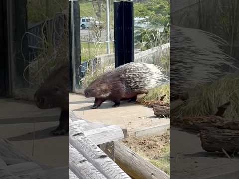 shorts おはようトロワちゃん　アフリカタテガミヤマアラシ　大森山動物園にて　2026年4月29日 サムネイル