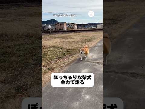 本気。ぽっちゃり柴犬が全力で走った結果　　柴犬　犬　かわいい 面白い　犬のいる暮らし サムネイル