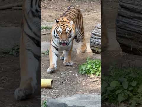 shorts サーシャちゃん 覗いて見ただ〜け😉っと😅　アムールトラ　浜松市動物園にて　2026年3月15日 サムネイル