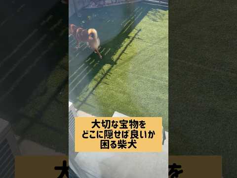 困るの可愛いw 柴犬 サムネイル