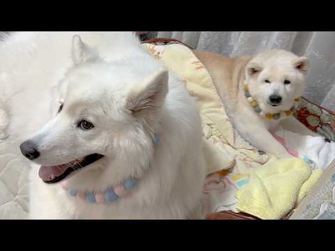 大好きなお姉ちゃん柴犬とお揃いのネックレスを作って貰い大喜びで自慢する妹サモエド サムネイル