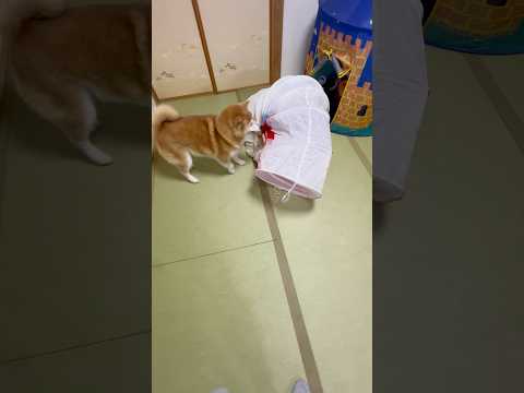 柴犬福 どうしてもトンネル遊びしたい姉に立ち会う柴犬🤣Sister and Shiba🤣姉と柴 shorts 柴犬 j… サムネイル