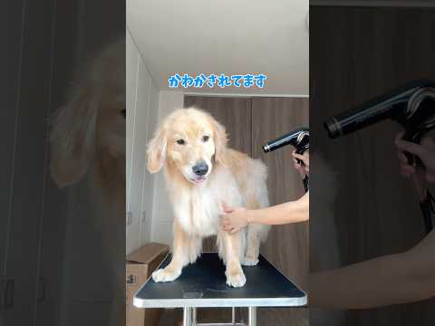 ぽわぽわゴールデン 大型犬 ゴールデンレトリバー
