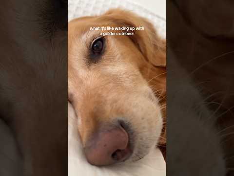 coming home to my golden retriever🥵 goldenretreiver dog ind… サムネイル