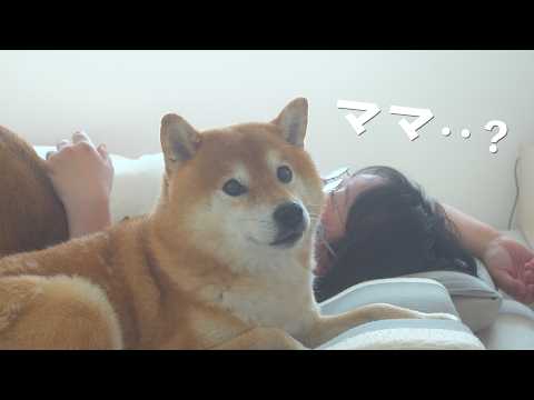 ママの足に異変…柴犬が見せた優しさに涙が出ました サムネイル