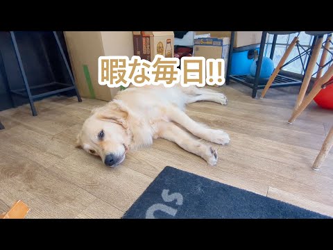 ひまひまな東京生活。ゴールデンレトリバーティト サムネイル