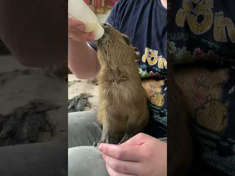 勢い余ってミルクを顔にかぶるカピバラ赤ちゃん♪shorts カピバラ capybara サムネイル
