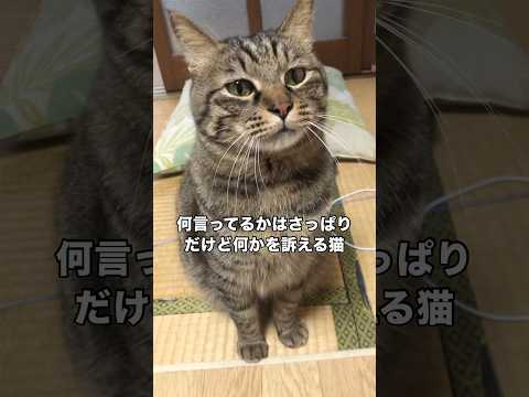 ほんの少し寂しそうな顔で飼い主に何かを伝えようとするキジトラ キジトラ 猫 shorts サムネイル