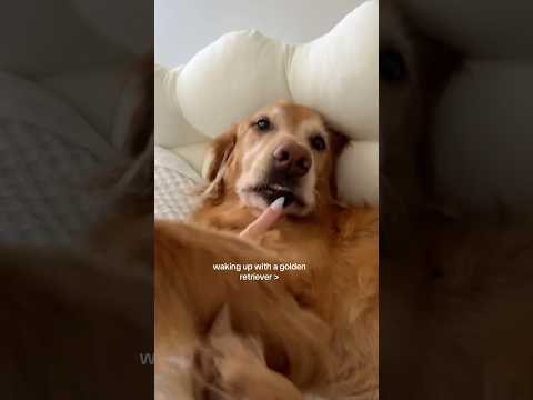 coming home to my golden retriever🥵goldenretreivers dog pup… サムネイル