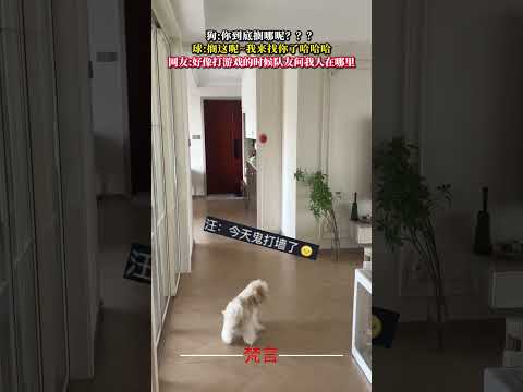 狗你到底擱哪呢？ ？ ？ 球擱這呢~我來找你了哈哈哈 狗狗 萌寵 意外 有趣 搞笑 萬萬沒想到 dog pets am…