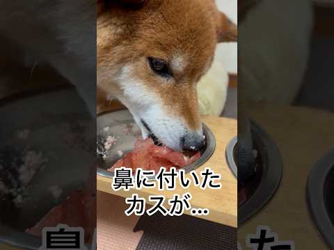 ’26.2.10 力丸の食事を実況してみた！ 柴犬 shibainu 柴犬のいる暮らし 柴犬の日常 食べる犬 力丸 サムネイル