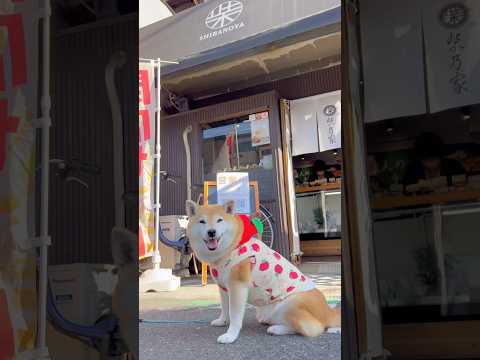 練切が可愛すぎて食べれない😍❤️柴犬 チワワ shorts サムネイル