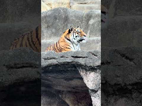 shorts サーシャの日　5歳の誕生日イベント　アムールトラ🐯　浜松市動物園　2026年2月14日　IMG 8531 サムネイル