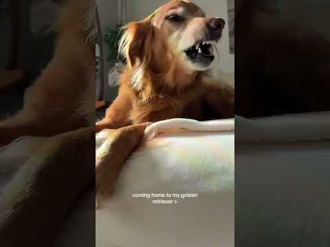 coming home to my golden retriever🥵 goldenretreiver dog ind… サムネイル