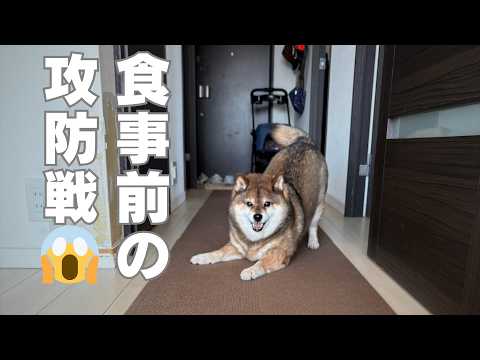 与えたい飼い主と与えてほしくない柴犬🐕どっちが勝利する？ サムネイル