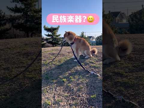 柴犬とん君は、何してもオモロい　柴犬　柴犬とん サムネイル