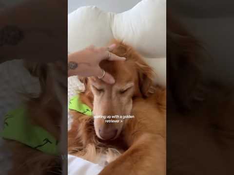 coming home to my golden retriever🥵goldenretreivers dog pup… サムネイル