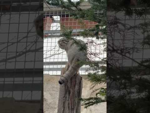 shorts これくらい朝飯前っとナゴムくん　那須どうぶつ王国にて　2026年3月29日