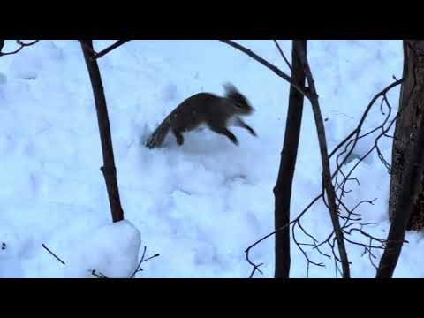 雪とリス🐿️ ニホンリス　那須どうぶつ王国にて　2026年1月12日 サムネイル