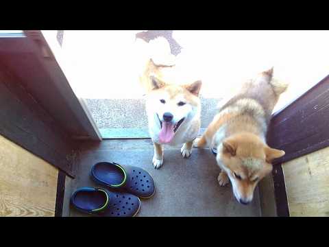 2026年4月19日(日) ひゃっはー！クッキーの時間だ！ サムネイル