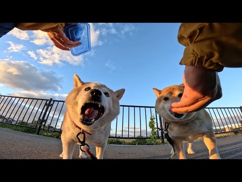 おうおう、オヤツ持ってんの知ってんだぜさっさとバッグの中身出しなよぉ(おなかカキカキ) サムネイル