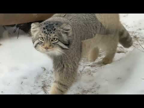 このシーズンに初めて雪にあったと思えないナゴムくん😅　マヌルネコ　那須どうぶつ王国にて　2026年2月1日 サムネイル