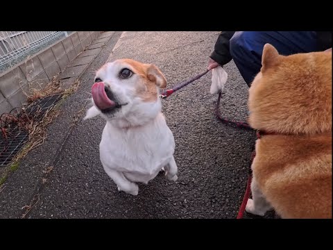 2026年1月8日(木) 朝から元気いっぱい飛んでくるぐんま君ミサイル サムネイル