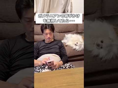 愛犬の呼びかけを無視してたらこうなるwww ポメラニアン ポメ ポメラニアンのいる生活 shorts