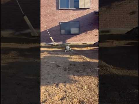 骨折して畑に行けないじぃじの代わりに代理出勤する保護犬 保護犬 野良犬 大型犬 畑 サムネイル