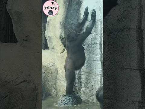 Iriki拍牆留手印😆 gorilla taipeizoo 金剛猩猩 台北市立動物園 cuteanimals funn… サムネイル