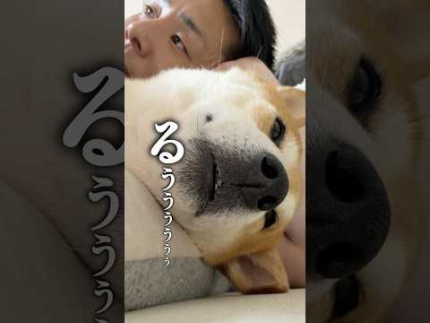 それぞれのゴールデンウィーク【柴犬こむぎ】