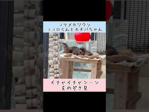 コツメカワウソのイチャイチャタイムをコッソリ覗き見！ #東武動物公園 #癒し #かわいい #動物 #animals #… サムネイル