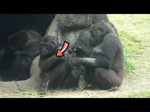 Gorilla Ringo walked away when Iriki tried to pluck his hai… サムネイル