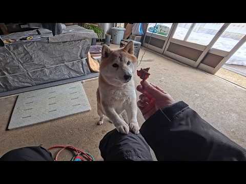 自分のおヒザにも乗ってもらいたい散歩係 サムネイル