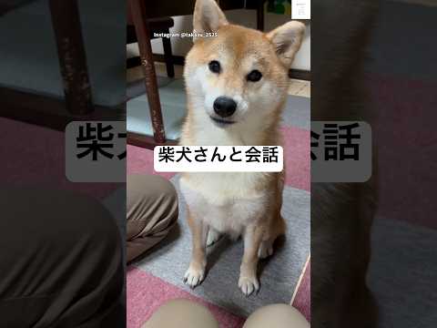 ママとパパと会話する柴犬🐶　柴犬　犬　かわいい犬 犬のいる暮らし 癒し サムネイル