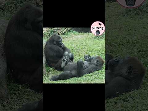 Tayari wants to play w/Iriki gorilla gorillatag taipeizoo 金… サムネイル
