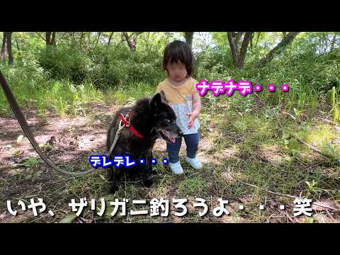 【相思相愛】甲斐犬と家族でザリガニ釣りに行ったら、何故かこうなりました笑 サムネイル