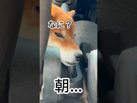 ’26.9.19 力丸の眠気は… 柴犬 柴犬のいる暮らし 柴犬の日常 shibainu 眠い犬 車中泊犬 力丸