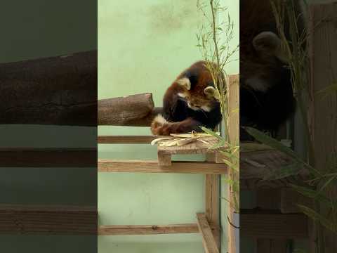 shorts 大好きなタケノコを食べ終え毛づくろい中なメイメイさん😊　レッサーパンダ　千葉市動物公園にて　2026年5…