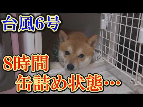 【感動の結末】猛烈な雨風の音に怯え、身動きが取れなくなった柴犬・・・でも最後は・・・ サムネイル