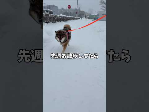 🐕柴犬連れた男性に言われたひと言😳 サムネイル
